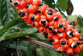 Guaranà