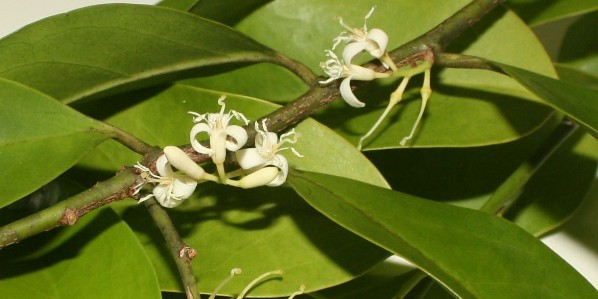 Marapuama