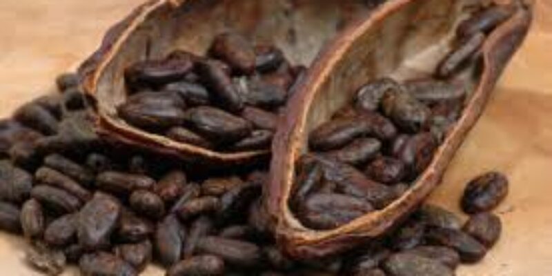 Cacao