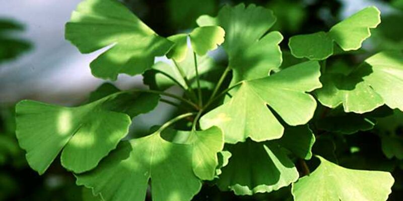 Ginkgo biloba