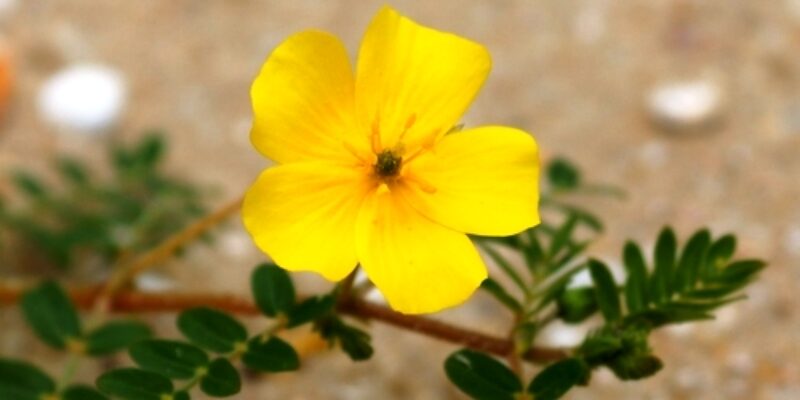 Tribulus